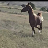 مادیان عتیقه