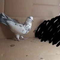 فروشی|پرنده|باغ حلی, |دیوار