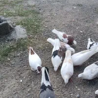 فروش کفتر نقش