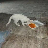 گربه آنقره