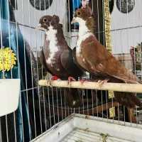 گلی رسمی. ریشی. کلاهی عطیقه. زرند