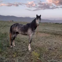 فروش اسب نریان عرب جوان