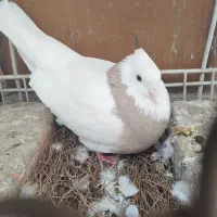 طوقی و پرشی