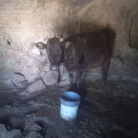 گاو ۱۰تا۱۵ کیلو شیر
