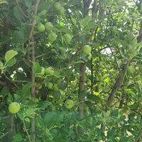 فروش باغ صنعت نفت دالین|فروش زمین و ملک کلنگی|همایجان, |دیوار