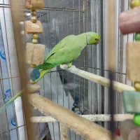 طوطی ملنگو و عروس هلندی نر