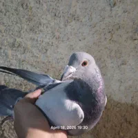 کفتر مسابقه ای