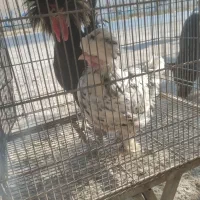 مرغ خروس تزئینی فروش یا معاوضه