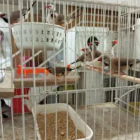 فنچ مصری شکلاتی