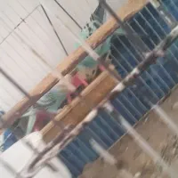 جفت مرغ عشق حالی