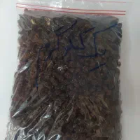 کشمش تازه امسال|خوردنی و آشامیدنی|ایوان, |دیوار