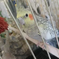 یک جفت عروس هلندی|پرنده|آبیک, |دیوار