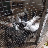 کبوتر  طوقی|پرنده|مهر, |دیوار