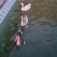 فروش غاز مولد و2 غاز نر