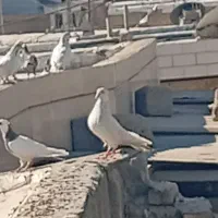 کفتر گم شده