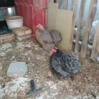 مرغ کوشین وگلین نژاد دار پرپا|حیوانات مزرعه|گلبهار, شهر جدید گلبهار|دیوار