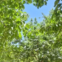 باغ گردو