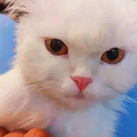 گربه پرشین|گربه|رفسنجان, |دیوار