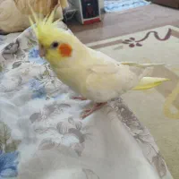 گم شده (اسمش فندق هست)