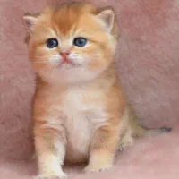 بریتیش گلد جوجه بلا