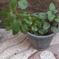 گل و گیاه خانگی و ارزان|گل و گیاه طبیعی|سبزوار, امیر کبیر|دیوار