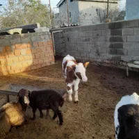 گاو شیری هلشتاین با دوتا گوساله سیمینتال قرمز|حیوانات مزرعه|آق قلا, |دیوار