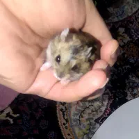 همستر روبروفسکی مینیاتوری|موش و خرگوش|تهران, شهرک محلاتی|دیوار