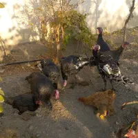 بوقلمون برنز|حیوانات مزرعه|مشهد, شهرک صنعتی توس|دیوار