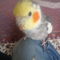 فروش عروس هلندی