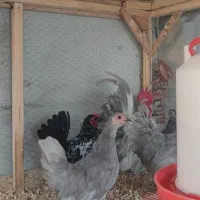 جاپنیز مرغ خروس جوجه|حیوانات مزرعه|گرگان, |دیوار