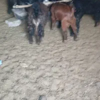 فروش بزغاله پاکستانی ومحلی|حیوانات مزرعه|بیرجند, |دیوار