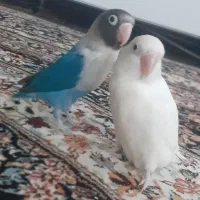 طوطی برزیلی