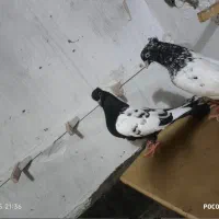 کبوتر‌ سینه کله پرشی و جفتگاه