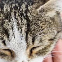 گربه پیدا شده