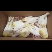 جوجه عروس هلندی سرلاکی نژاد سخنگو|پرنده|تهران, پونک|دیوار