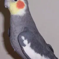 پرنده