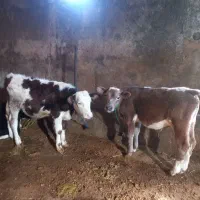 فروش ۵ راس گوساله نر سمینتال و شاروله