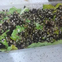 حلزون|خزنده|تهران, مهستان|دیوار