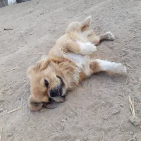 سگ باهوشوسالم|سگ|ورامین, شهرک صنعتی خیرآباد|دیوار