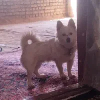 توله