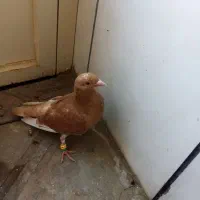 کبوتر قره زرد