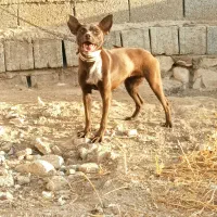سگ پیت بول ماده