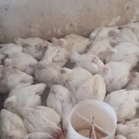 مرغ زنده مسجد سلیمان امروز یکشنیه