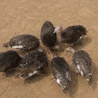 جوجه بوقلمون ۵ ماهه