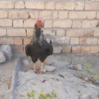 خروس گلین