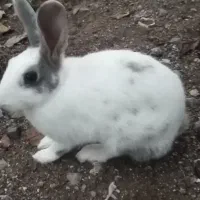 خرگوش