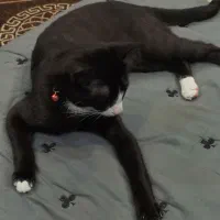گربه