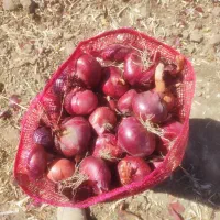 پیاز قرمز لوکس بنابی|خوردنی و آشامیدنی|کرمانشاه, |دیوار