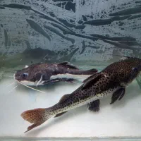 مانستر فیش|ماهی|کاشان, کارگر|دیوار