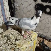 کفتر پلاکی با پرشی